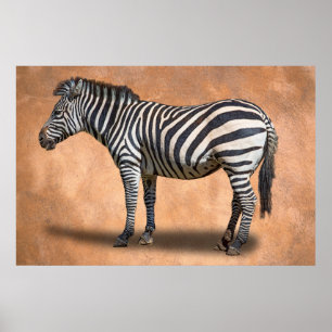ZEBRA POSTER