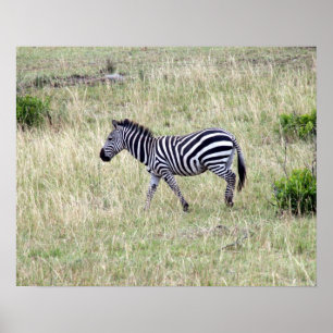 Zebra Poster