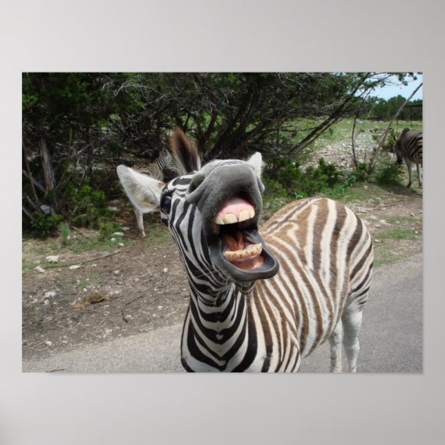 Zebra Poster (Vorne)