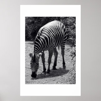 Zebra Poster