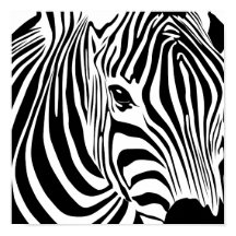 Zebra Poster