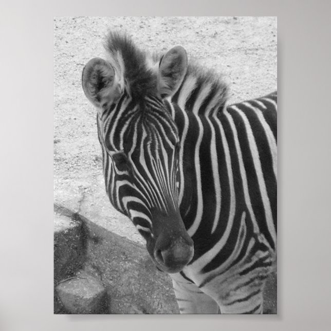 Zebra Poster (Vorne)