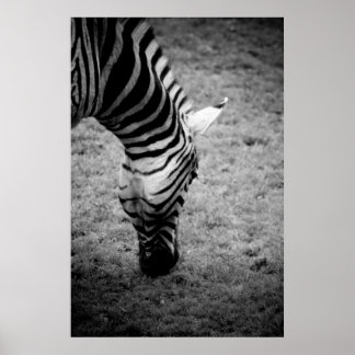 Zebra Poster