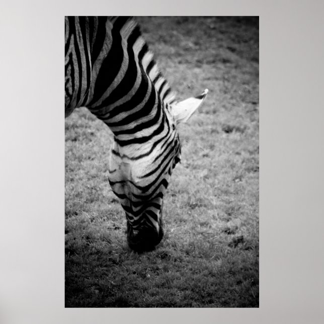 Zebra Poster (Vorne)