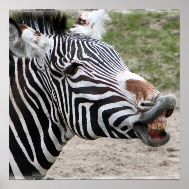 Zebra Poster lächeln (Vorne)