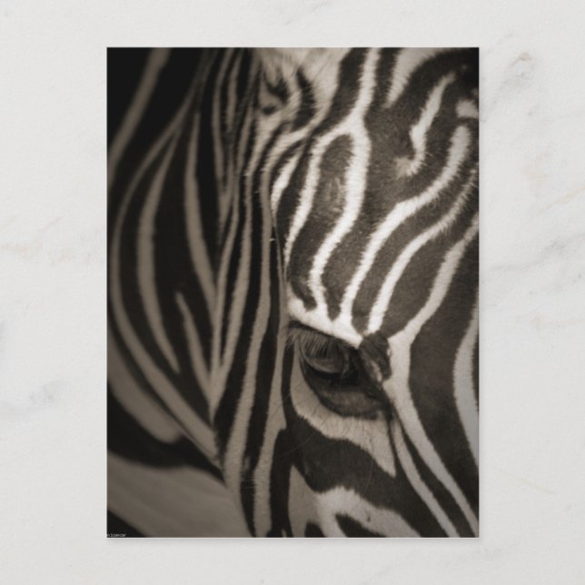 Zebra Postkarte (Vorderseite)
