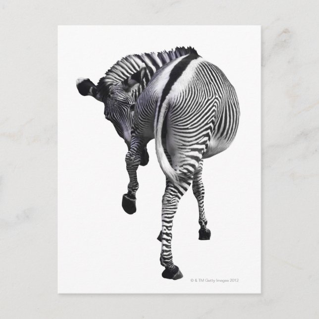 Zebra Postkarte (Vorderseite)