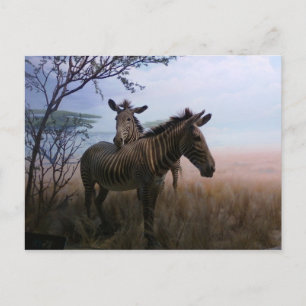 Zebra Postkarte
