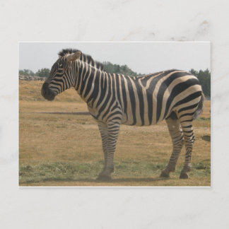 Zebra Postkarte