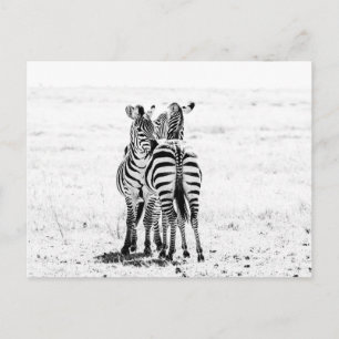 Zebra postkarte