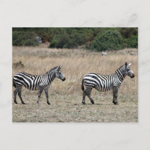 Zebra Postkarte