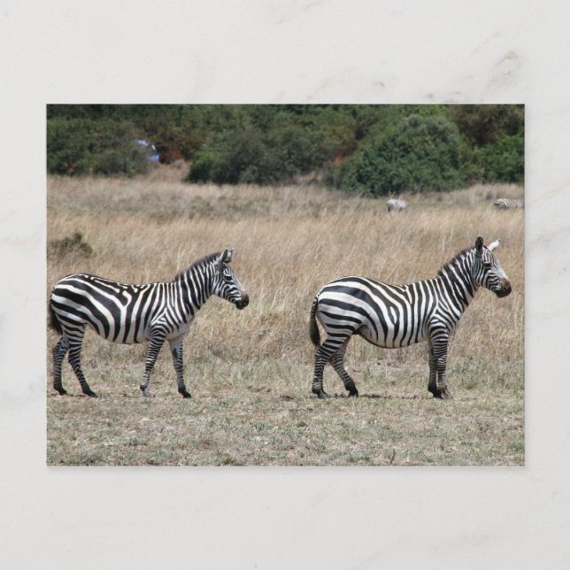 Zebra Postkarte (Vorderseite)