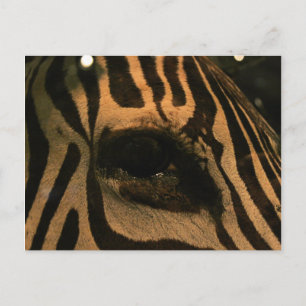 Zebra Postkarte