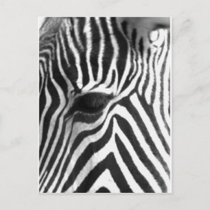 Zebra Postkarte