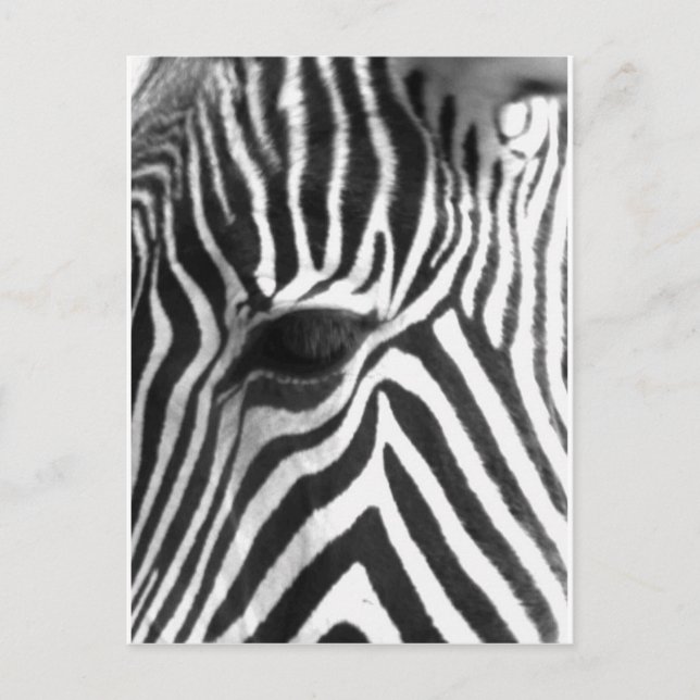 Zebra Postkarte (Vorderseite)