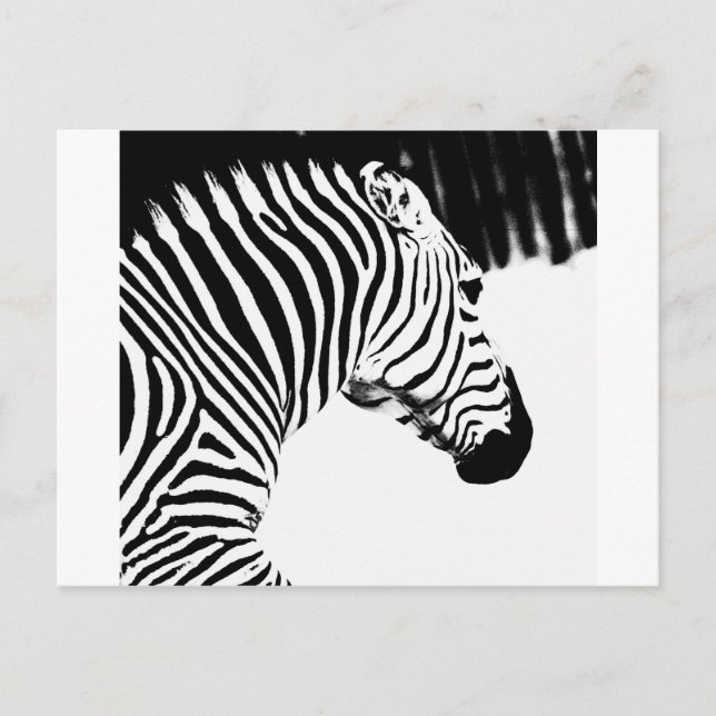 Zebra Postkarte (Vorderseite)
