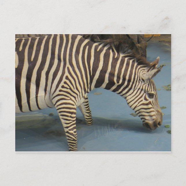 Zebra Postkarte (Vorderseite)