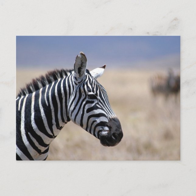 Zebra Postkarte (Vorderseite)