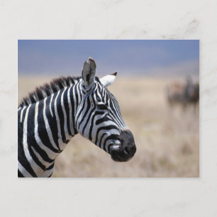 Zebra Postkarte