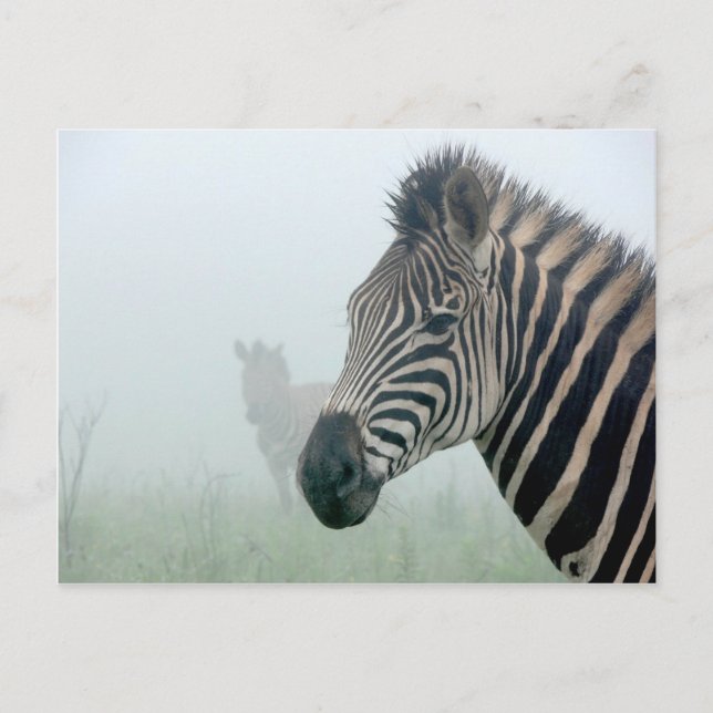 Zebra Postkarte (Vorderseite)