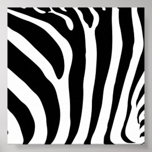 Zebra Print Poster