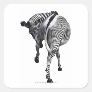 Zebra Quadratischer Aufkleber