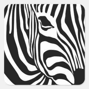 Zebra Quadratischer Aufkleber