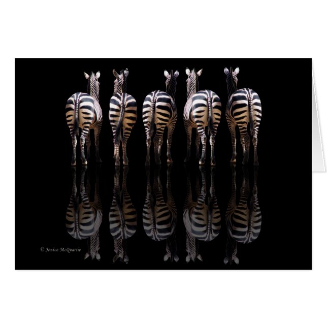 Zebra Reflections (Vorderseite (Horizontal))