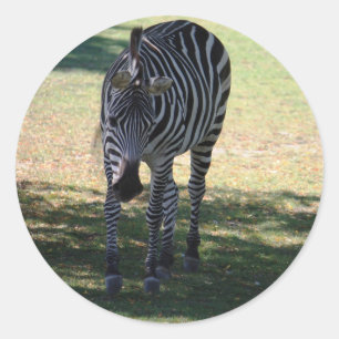 Zebra Runder Aufkleber