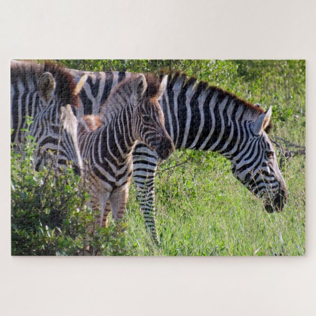 Zebra-Safari (Horizontal)