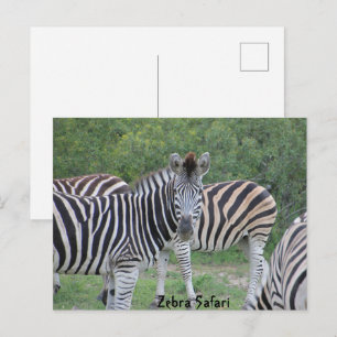Zebra Safari Afrika Postkarte