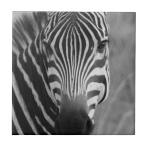 Zebra Safari Niedlich Afrikanische Klassik Streife Fliese
