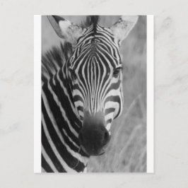 Zebra Safari Niedlich Afrikanische Klassik Streife Postkarte