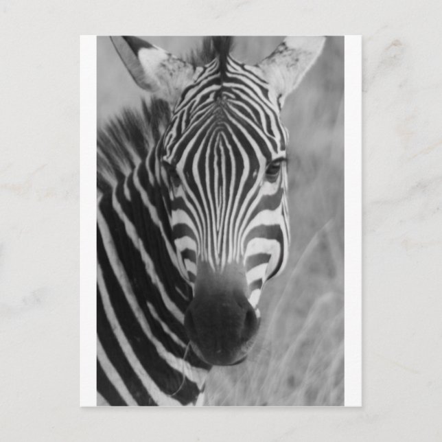 Zebra Safari Niedlich Afrikanische Klassik Streife Postkarte (Vorderseite)
