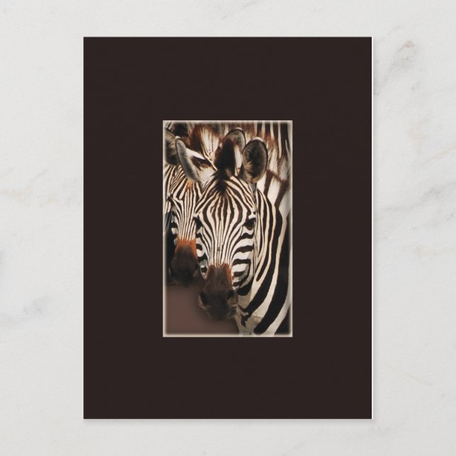 Zebra-Safari-Postkarten Postkarte (Vorderseite)