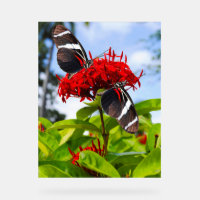 Zebra-Schmetterlinge auf roten Blume