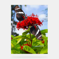 Zebra-Schmetterlinge auf roten Blume
