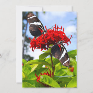 Zebra-Schmetterlinge auf roten Blume Feiertagskarte