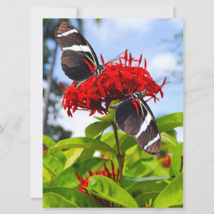 Zebra-Schmetterlinge auf roten Blume Feiertagskarte