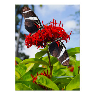 Zebra-Schmetterlinge auf roten Blume Poster