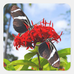Zebra-Schmetterlinge auf roten Blume Quadratischer Aufkleber