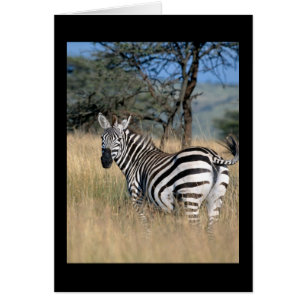 Zebra Schwanz Swish
