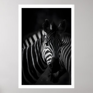 Zebra Schwarz-Weiß-Druck, Nahaufnahme-Porträt Poster