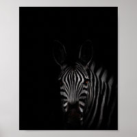 Zebra, Schwarz-Weiß-Foto