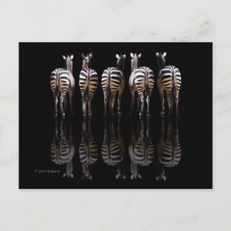 Zebra Schwarz-weiße Streifen Reflektionen Postkarte