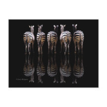 Zebra Schwarz-weiße Streifen Reflektionen