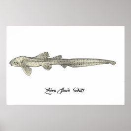 Zebra Shark [Erwachsene] Poster