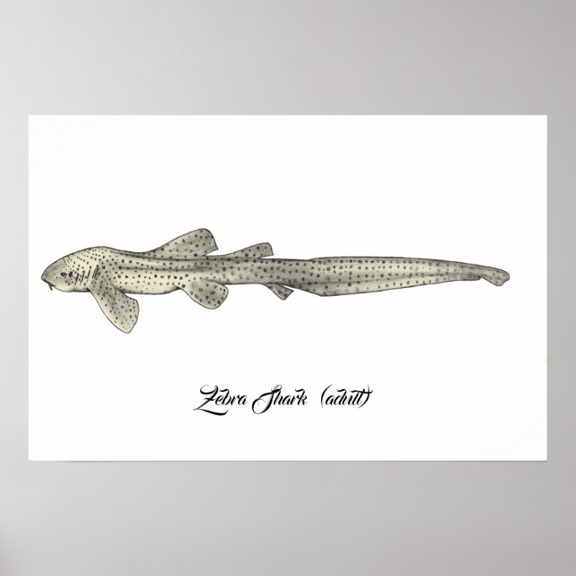 Zebra Shark [Erwachsene] Poster (Vorne)