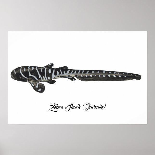 Zebra Shark (Juvenile) Poster (Vorne)