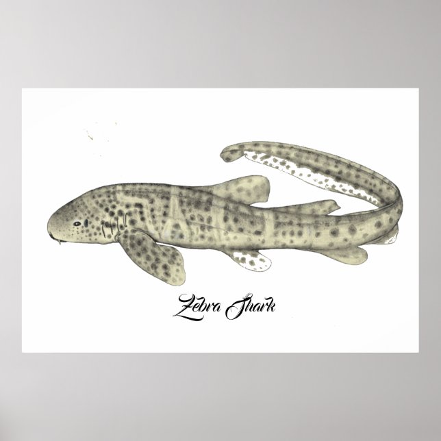 Zebra Shark Poster (Vorne)